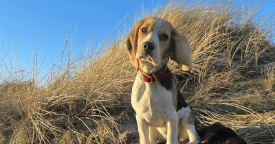 Tips for taking your dog on holiday: 10 things you should not forget!