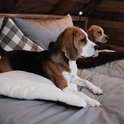 Why grooming your dog is so important. 