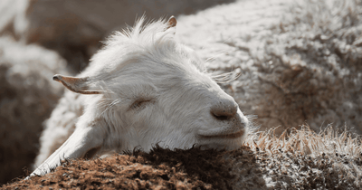 Cashmere - A versatile natural product that combines craftsmanship and luxury