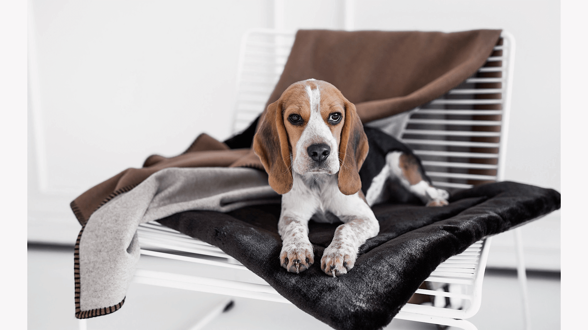 Szenebild süßer Beagle liegt auf einem braunen Webpelz Kissen, welches auf einem weissen Stuhl platziert wurde. Über die Rückenlehne des Stuhls ist eine braune Wolldecke drapiert. Den Hintergrund bildet eine weisse Stuckwand. 