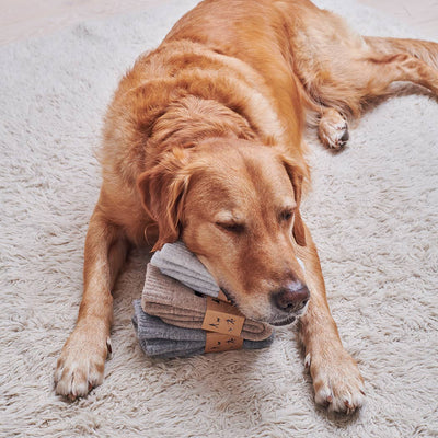 Sweet William Wollsocken - Black Labrador