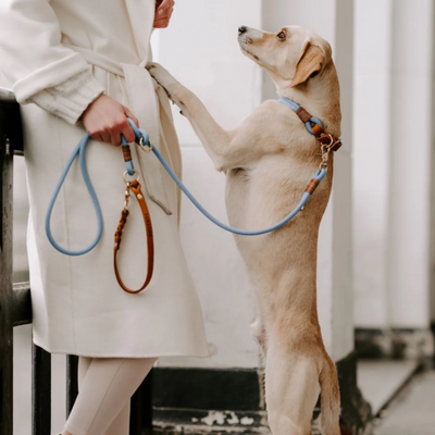 PAWSOME Hundehalsband Pazifik – SALE