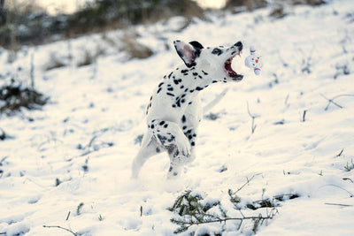 Laboni | Shawn der Schneemann