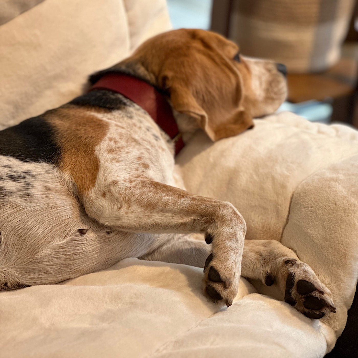 Premium Faux Fur Hundekissen | Ladenhüter CLASSICS – SALE