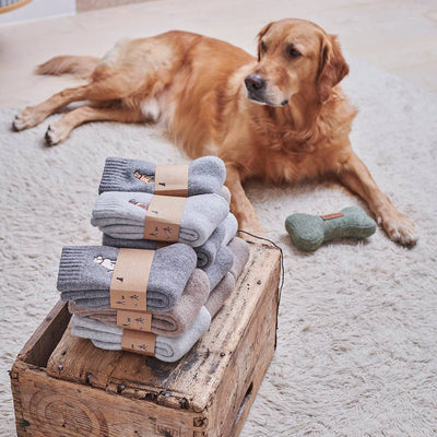 Sweet William Wollsocken - Black Labrador