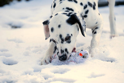 Laboni | Shawn der Schneemann