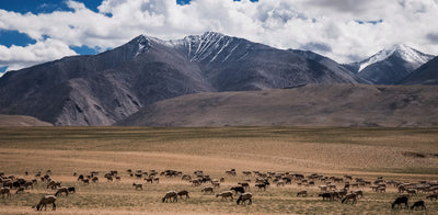 Szenebild einer Kaschmir Ziegenherde, die in den Weiten der Mongolischen Steppe grast. 