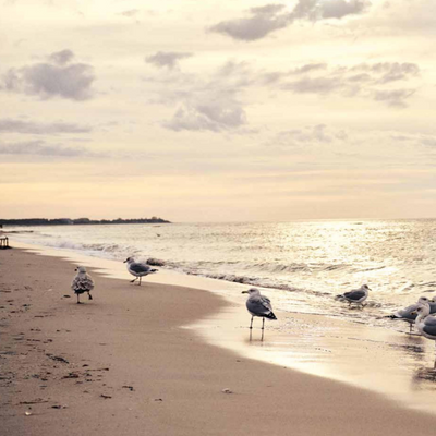 Buch - Zu Gast an der Ostsee