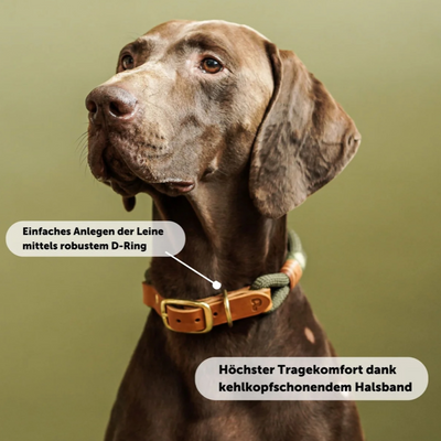 PAWSOME Hundehalsband Olive – SALE