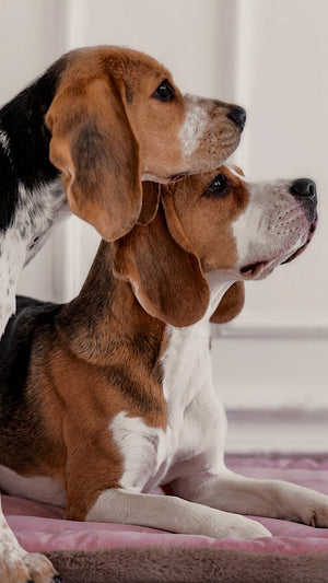 zwei süße Beagle