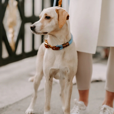 PAWSOME Hundehalsband Pazifik – SALE