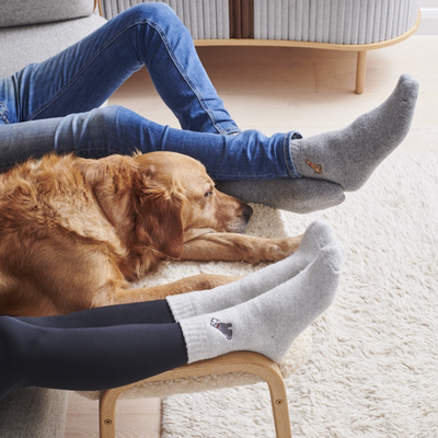 Sweet William Wollsocken - Border Collie