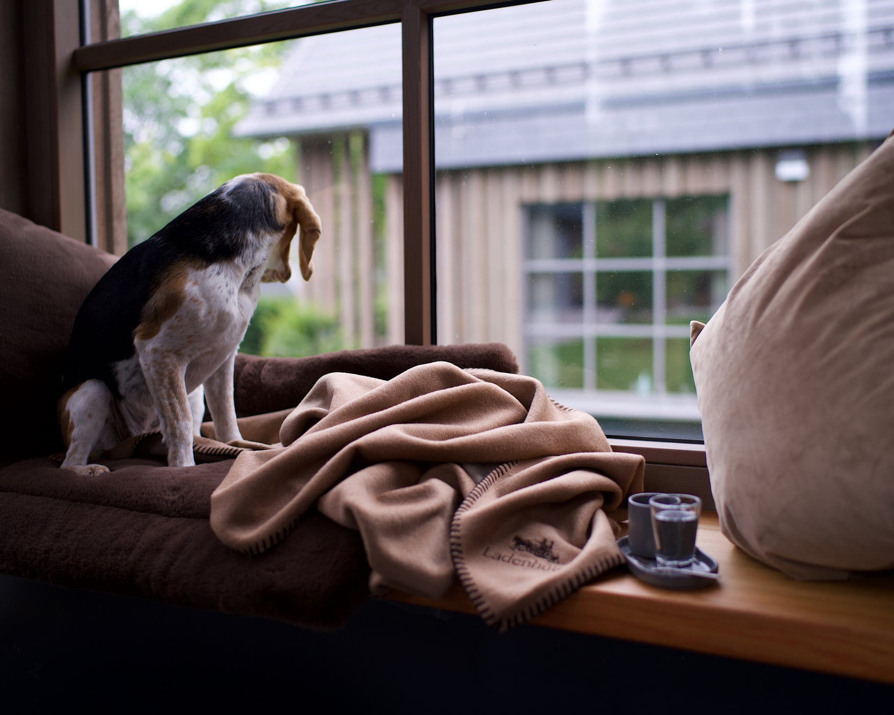 Beagle auf einem weichen Hundekissen mit einer kuscheligen Hundedecke und einer Tasse heißen Kaffee. 