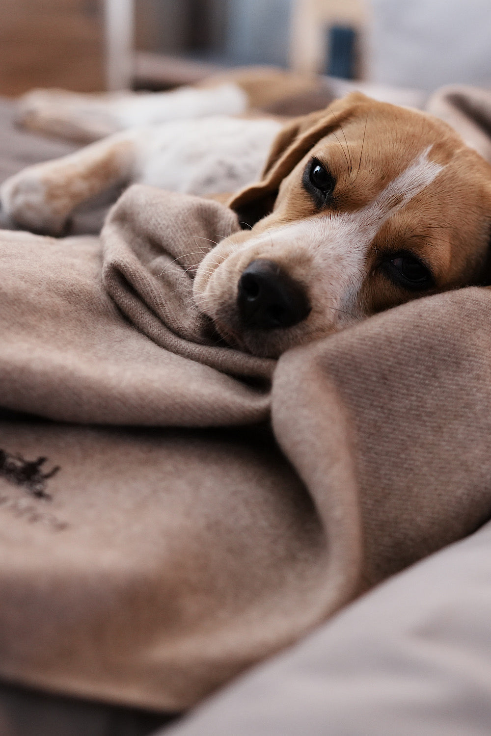 kuschelig weiche Woll und Kaschmir Decke mit schlafendem Beagle bei gemütlicher Atmosphäre