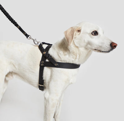 Cloud7 Hundegeschirr Central Park Black Silver – SALE