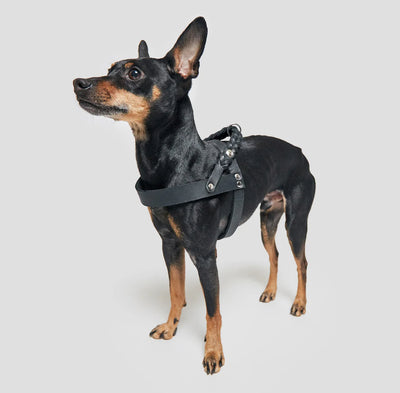 Cloud7 Hundegeschirr Central Park Black Silver – SALE