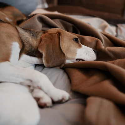 kuschelige Hundedecke mit Beagle