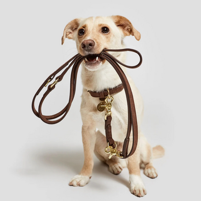 Cloud7 Hundehalsband Tiergarten Mocca – SALE