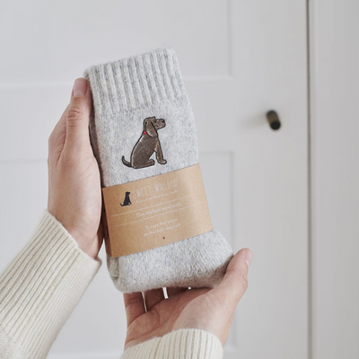 Sweet William Wollsocken - Cocker Spaniel Chocolate