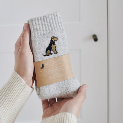 Sweet William Wollsocken - Airedale / Lakeland / Welsh Terrier