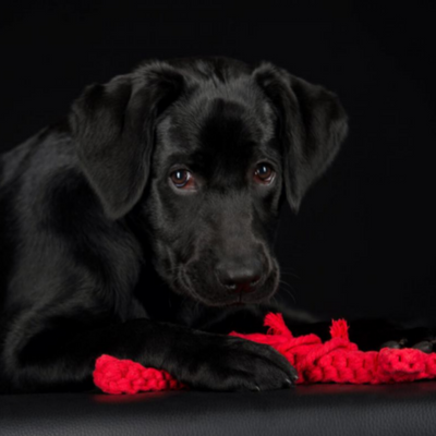 Hugo Hummer - Kult-Spielzeug für Hunde – SALE