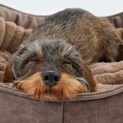 Cosy Dog Bed Deluxe