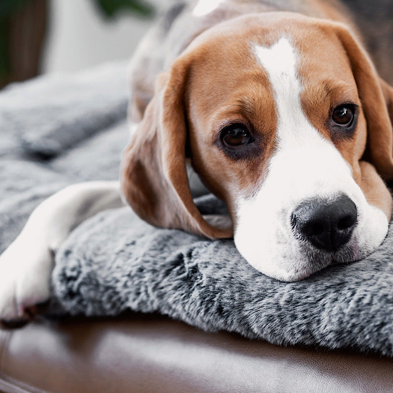 Close-up showing a beagle laying on a faux fur dog pillow. 