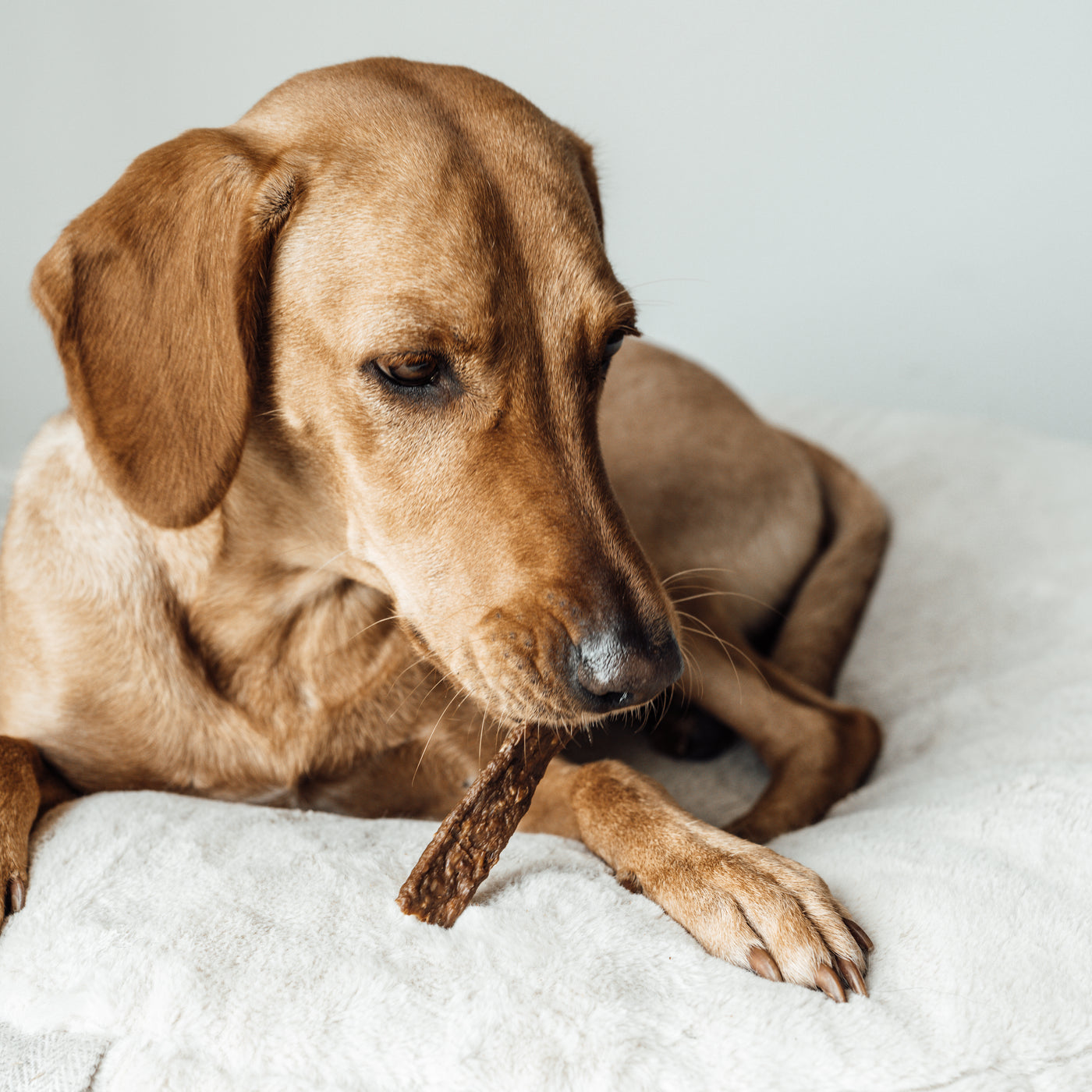 LILA LOVES IT TROCKENFLEISCH REH – SALE