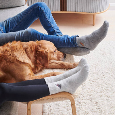 Sweet William Wollsocken - Black Labrador
