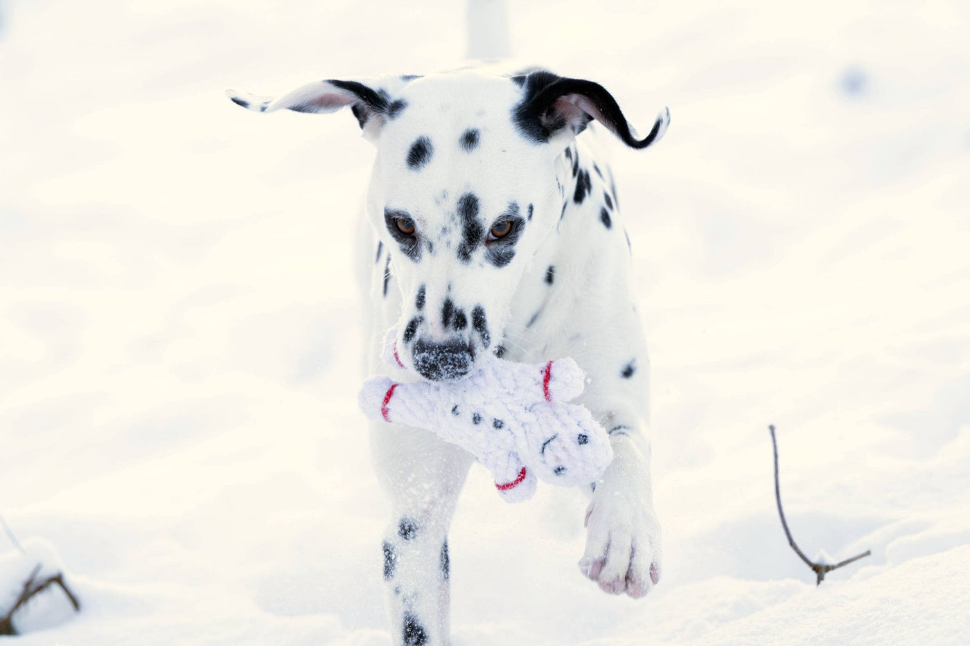 Laboni | Shawn der Schneemann