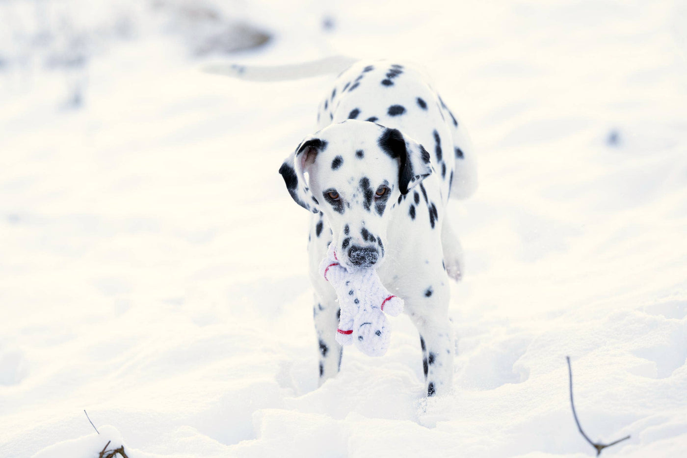 Laboni | Shawn der Schneemann