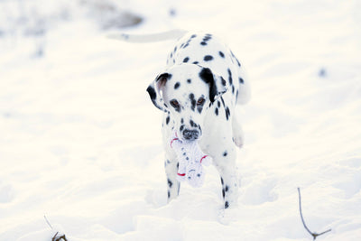 Laboni | Shawn der Schneemann