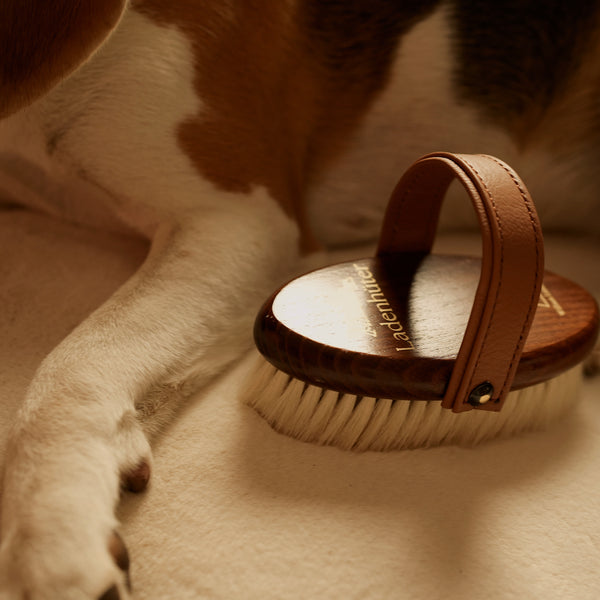 Cute beagle girl lying next to a wooden dog brush made from high-quality wooden brush and fine and soft white goat hair and Scandinavian elk leather.