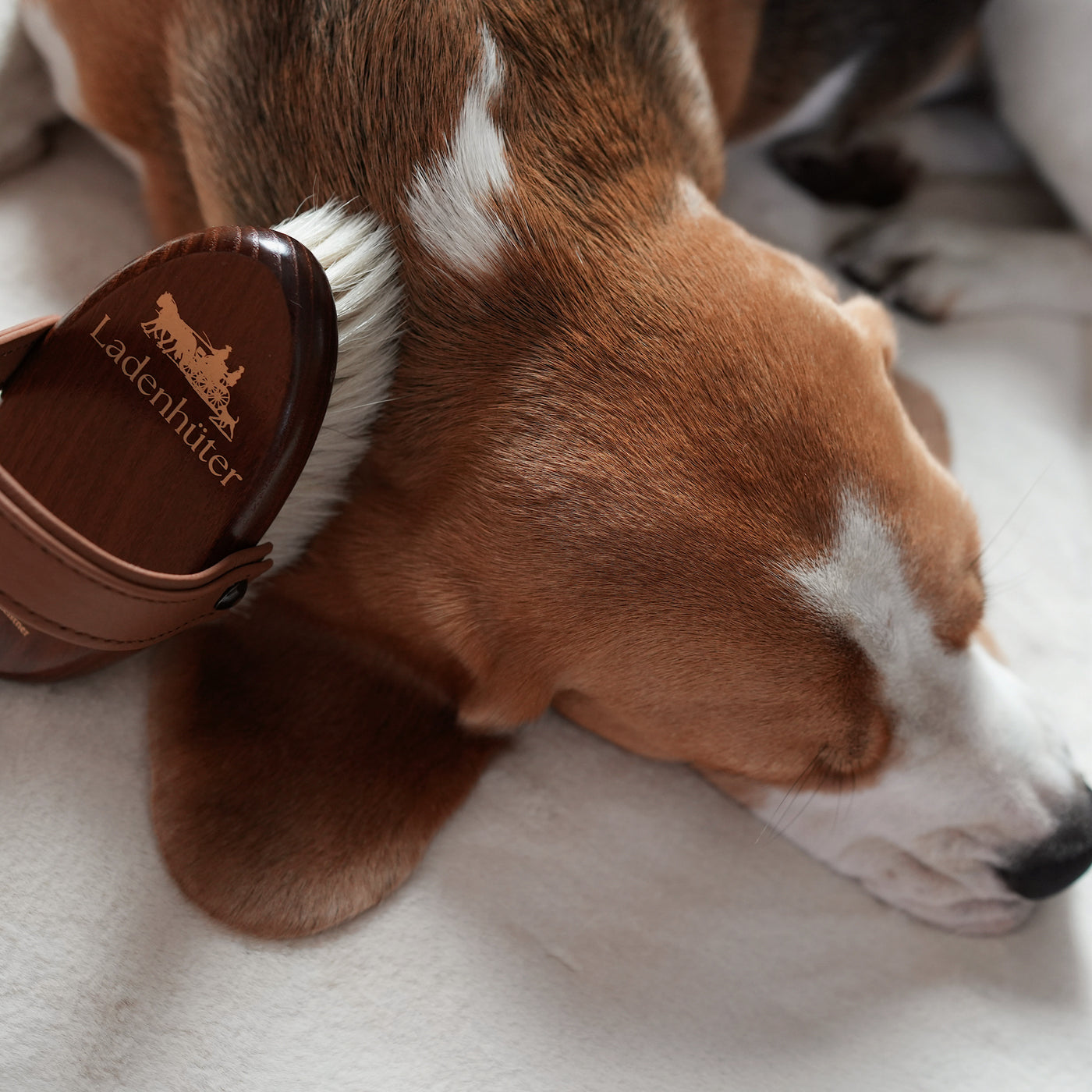 A wooden dog brush made from high-quality wooden brush and fine and soft white goat hair and Scandinavian elk leather resting on a cute beagle girl's head. 