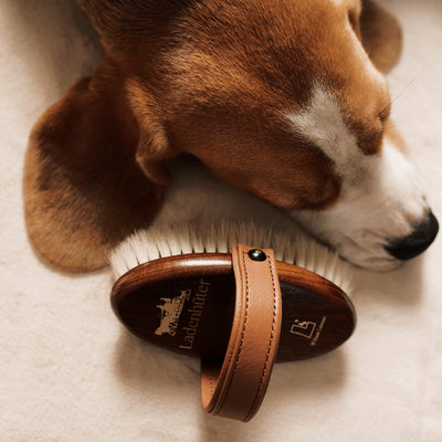 cute and sleeping beagle lying next to a wooden dog brush made from high-quality wooden brush and fine and soft white goat hair and Scandinavian elk leather.