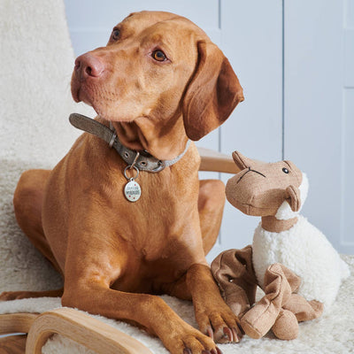 Hundespielzeug - Woolliam das Lamm