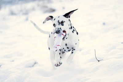 Laboni | Shawn der Schneemann