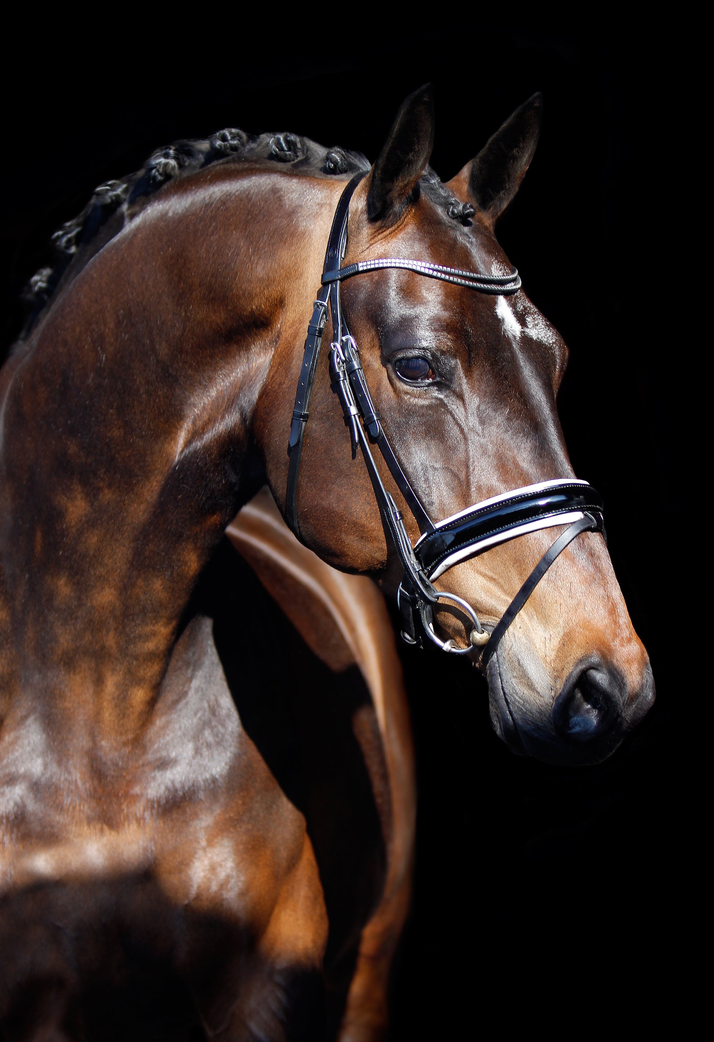 image showing a beautiful tacked horse with a black leather snaffle. 
