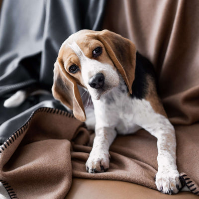 Produktbild Beagle liegend auf brauner Wolldecke mit Kettelung und aufwendiger Logo Applikation. Im Hintergrund ist eine graue Wolldecke zu sehen. Beide Decken liegen auf einer Couch.