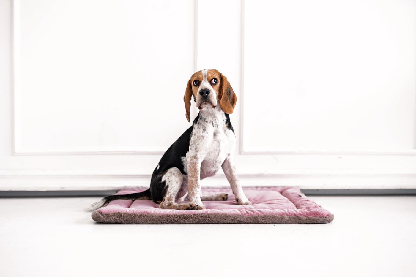 Szenebild süßer Beagle sitzt auf rosa Webpelz Hundekissen mit weisser Stuckwand als Hintergrund.