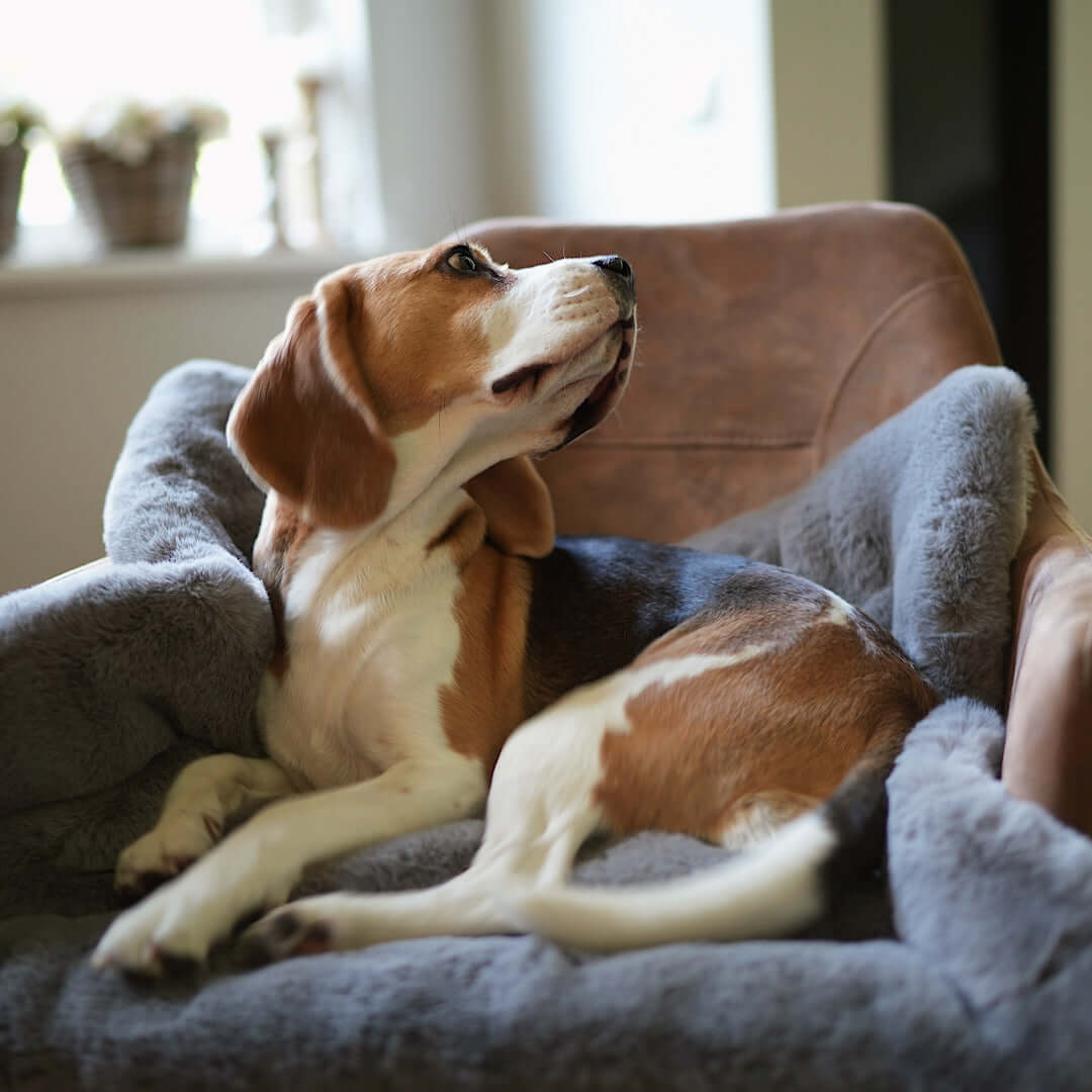 Szenebild, welches einen Beagle liegend auf einem kuschelig weichen Hundekissen zeigt. Das Kissen hat die Farbe Taupe Grau.