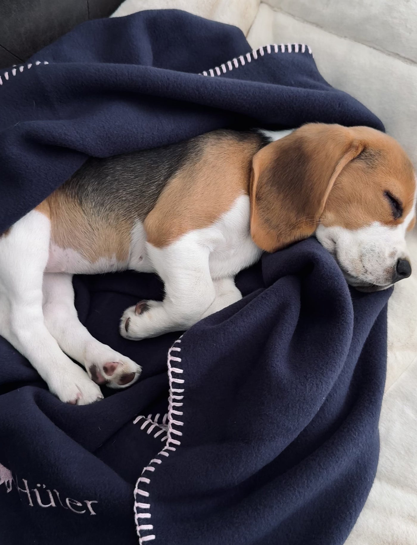 Hundedecke Oxford Blue - GOTS Bio-Baumwolle
